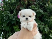 minnak maltese bebeklerimiz 