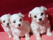 ev doğumu maltese terrier 