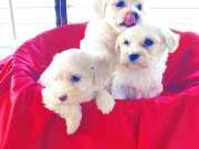 pamuk gibi maltese terrier bebekler 