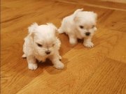 minik Maltese bebeklerimiz 