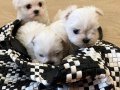 0 numara Maltese bebeklerimiz 