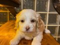 minik maltipoo bebeklerimiz 