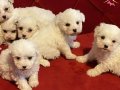 a kalite Maltese bebeklerimiz 