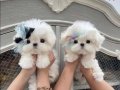 Teacup maltese bebeklerimiz 