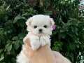 mini boy maltese bebeklerimiz 