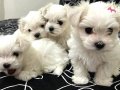 0 numara Maltese bebeklerimiz 