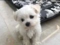 a kalite Maltese bebeklerimiz 