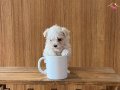 Teacup maltese bebeklerimiz 