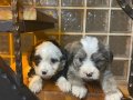 topaç gibi maltipoo yavrularımız 