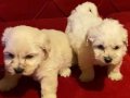 ev doğumu maltipoo bebekler