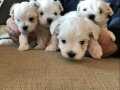 a kalite Maltese terrier bebeklerimiz 