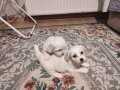xs maltese terrier bebekler 