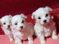 minik Maltese yavrularımız 
