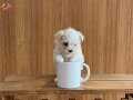 teacup maltese terrier yavrularımız 