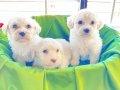 maltese yavrularımız uygundur 