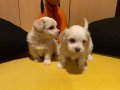 ev doğumu maltese terrier bebeklerimiz 