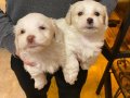 a kalite Maltese terrier bebişler