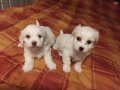 kar beyazi Maltese bebeklerimiz 