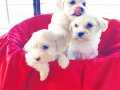 maltese terrier bebekler 