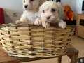 ev ortamında büyüyen maltese terrier bebekler 