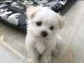 ev doğumu maltese terrier yavrularımız 