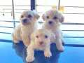 Maltese terrier bebekler 