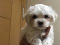 topaç gibi maltese terrier yavrularımız 