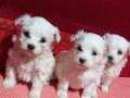 mini boy maltese terrier bebekler 