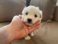 minik Maltese terrier bebeğimiz 
