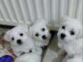 Kar beyazı Maltese terrier 