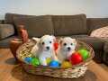 ev doğumu maltese terrier bebekler 