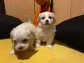 pamuk gibi Maltese terrier bebeklerimiz 