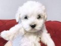 minik Maltese bebeklerimiz 