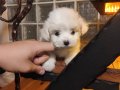 pamuk gibi maltese bebeklerimiz 