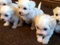 maltese terrier yavrularımız 