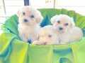 kar beyazı Maltese terrier bebeklerimiz 