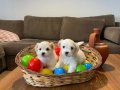 Maltese terrier yavrularımız 