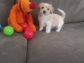 ev doğumu maltipoo bebeğimiz