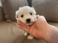 topaç gibi maltese terrier 