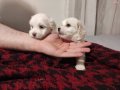 minnak maltese terrier yavrular