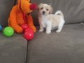 ev doğumu maltipoo bebeğimiz 