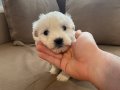 topaç gibi maltese terrier