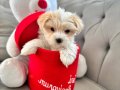 A kalite maltipoo bebeğimiz 