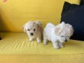 ev doğumu maltipoo bebekler 