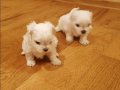 minnak maltese terrier yavrularımız 