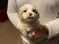 maltipoo yavrum