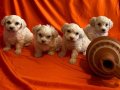 minik maltipoo yavrularımız 