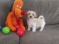 ev doğumu maltipoo bebeğimiz 