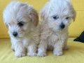 minik maltipoo bebeklerimiz 