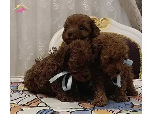 Red Brown Üst Kalite 5 Aylık Erkek Kore Poodle